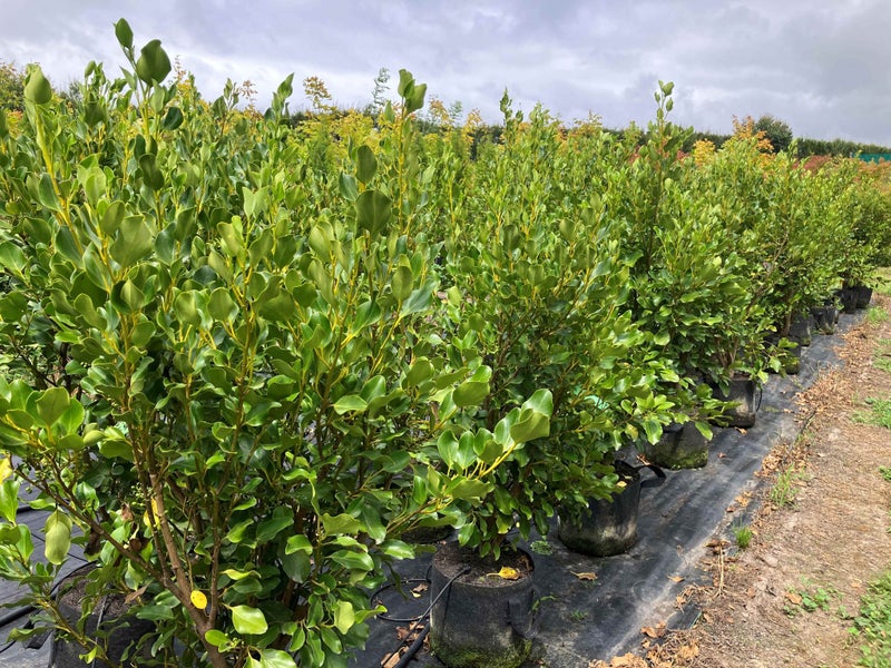 Griselinia littoralis 'Broadway Mint' - Kapuka / Broadleaf - PREMIUM GRADE! Carousel 2