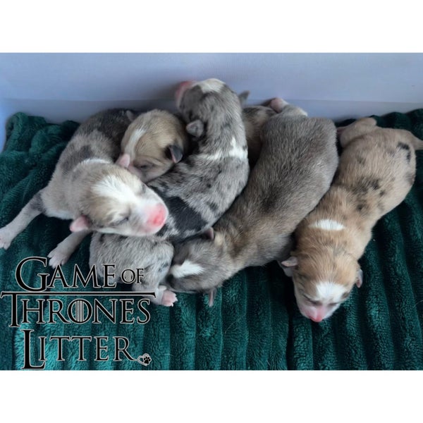 Pomskys NZ || Mini Husky Puppies62864732673793114
