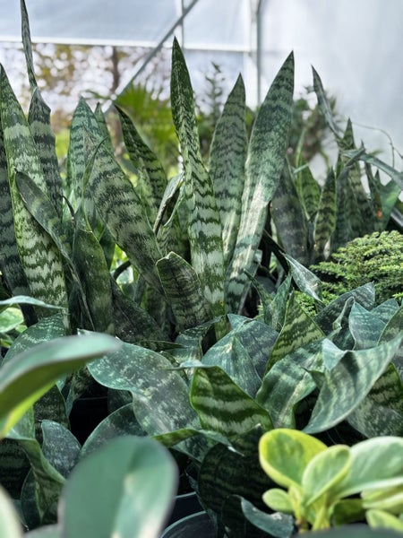 Sanseveria (Snake Plant) - 12cm Pot Carousel 1