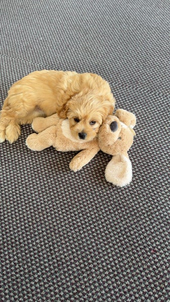 Biskit – Cavalier x Lowchen Puppy (Fully Vaccinated + Accessories Included!)62864732642179116