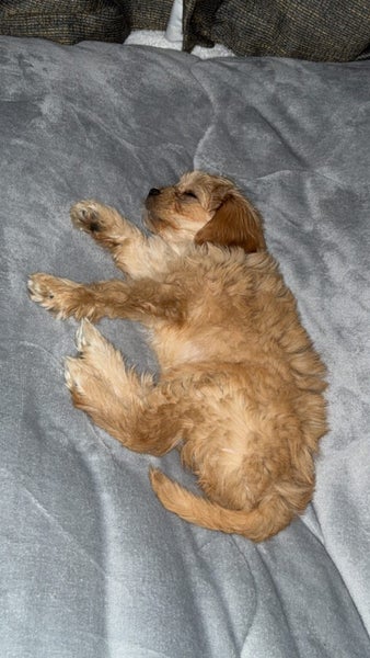 Biskit – Cavalier x Lowchen Puppy (Fully Vaccinated + Accessories Included!)62864732642179111