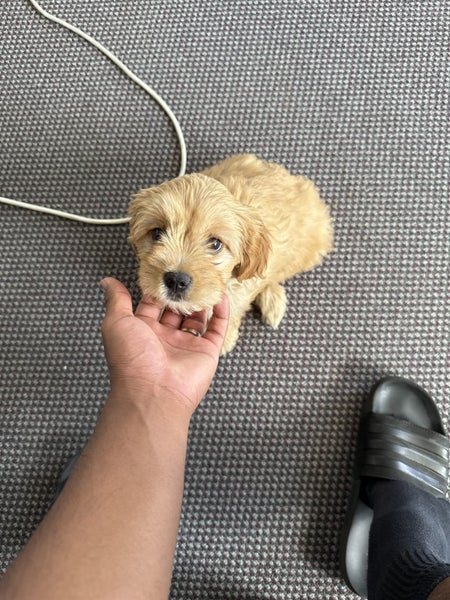 Biskit – Cavalier x Lowchen Puppy (Fully Vaccinated + Accessories Included!)62864732642179112