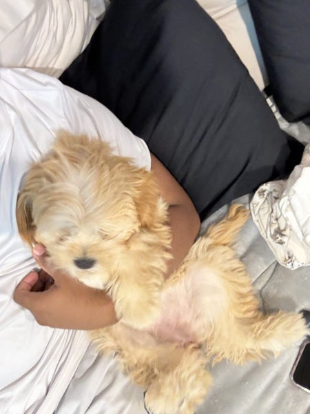 Biskit – Cavalier x Lowchen Puppy (Fully Vaccinated + Accessories Included!)62864732642179114