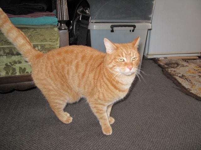 Ginger Cat Carousel 1