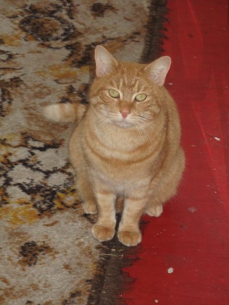 Ginger Cat Carousel 2