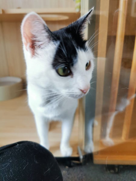 DOT - AVAILABLE FOR ADOPTION - PET WHISPERER RESCUE Carousel 2