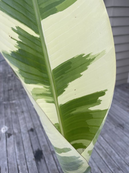 Free shipping - Large Royal Hawaiian Ae Ae Variegated musa rare banana plant63001518995586114