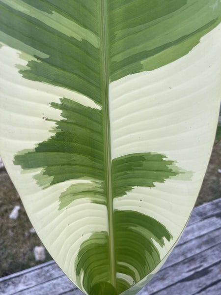 Free shipping - Large Royal Hawaiian Ae Ae Variegated musa rare banana plant63001518995586112