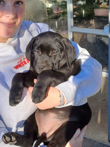 Black and Golden Labradors62863855461251115