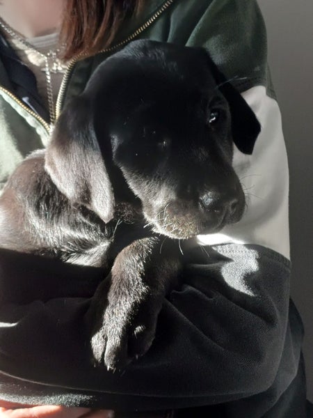 Black and Golden Labradors62863855461251112