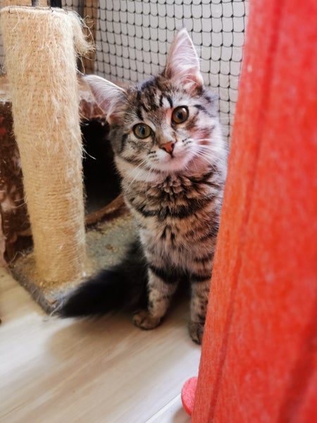 AUTUMN - KITTEN AVAILABLE FOR ADOPTION - PET WHISPERER RESCUE Carousel 2