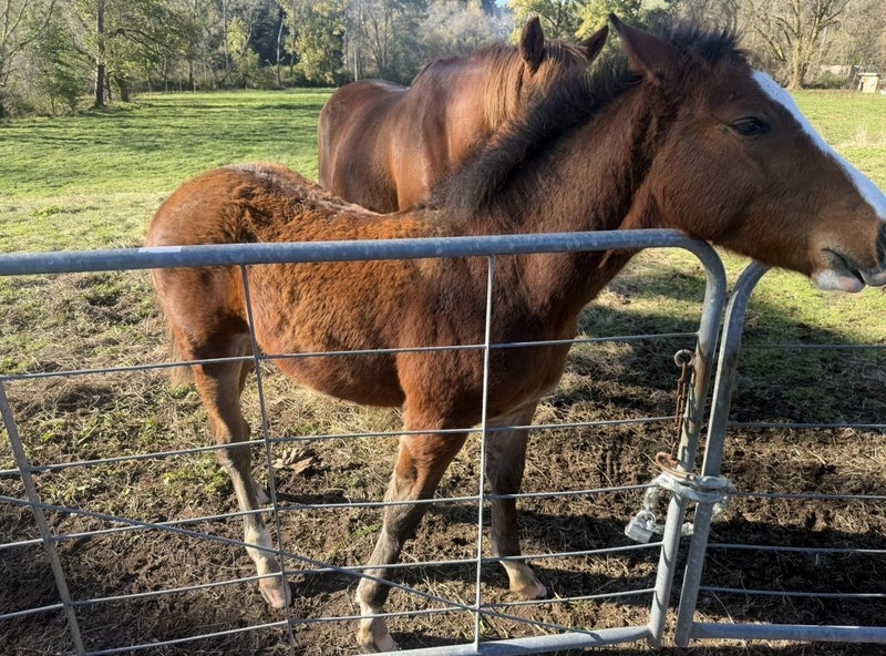 Foal Carousel 1