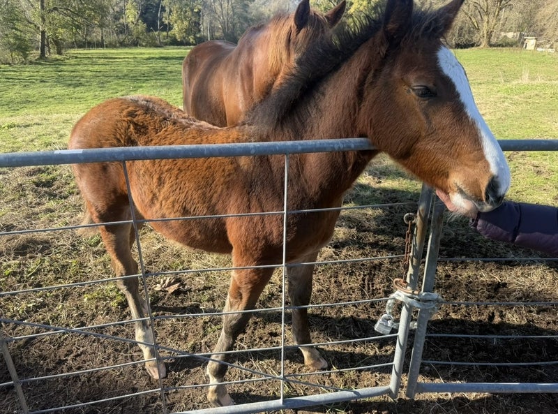 Foal Carousel 2