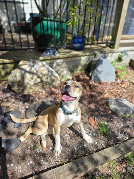 Gemma (Ellie's Canine Rescue & Rehome) Carousel 1