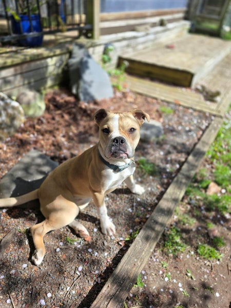 Gemma (Ellie's Canine Rescue & Rehome) Carousel 2