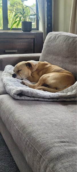 Gemma (Ellie's Canine Rescue & Rehome) Carousel 7