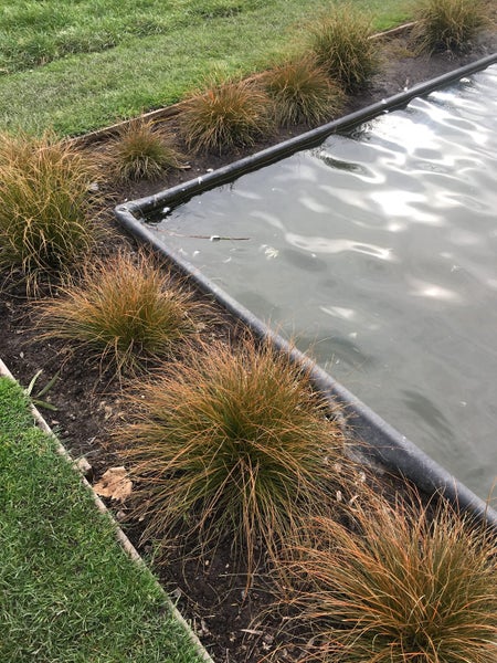Carex Testacea x 225 plants Carousel 1