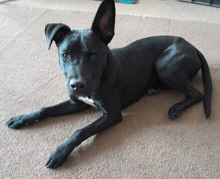 Max (Ellie's Canine Rescue & Rehome) Carousel 1