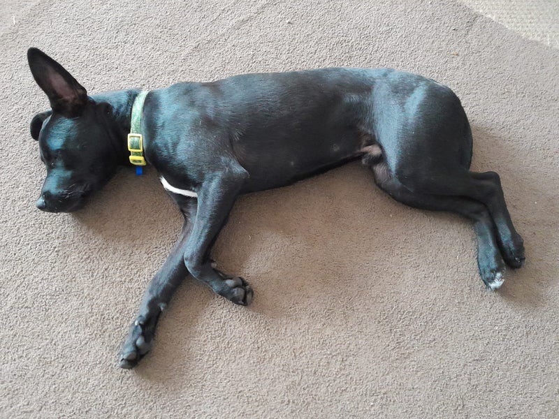 Max (Ellie's Canine Rescue & Rehome) Carousel 2