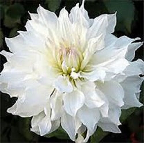 Dahlia Iceberg potted dinner plate dahlia with enormous ice white flowers Carousel 1