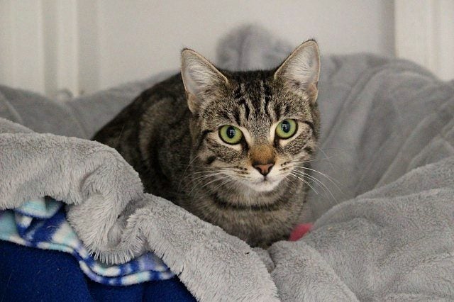 Cats Protection Canterbury - Minx Carousel 1