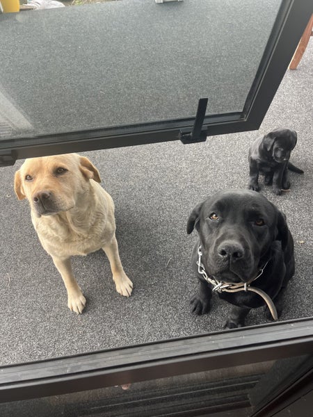 Labrador puppies Carousel 6