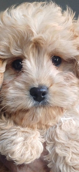 Cavoodle Pupy62999027151235112