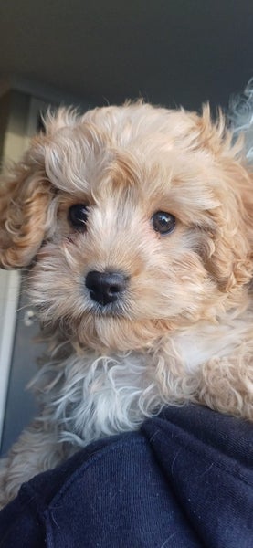 Cavoodle Pupy62999027151235113