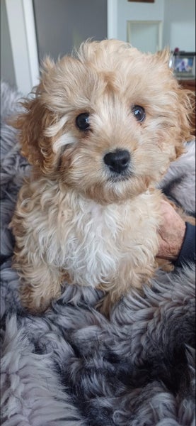 Cavoodle Pupy62999027151235111