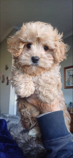 Cavoodle Pupy62999027151235119