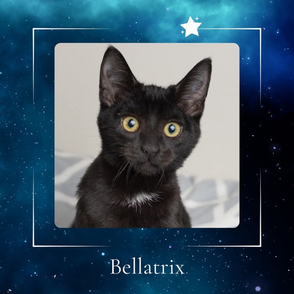 MEOWS FOR MATARIKI62865824471809114