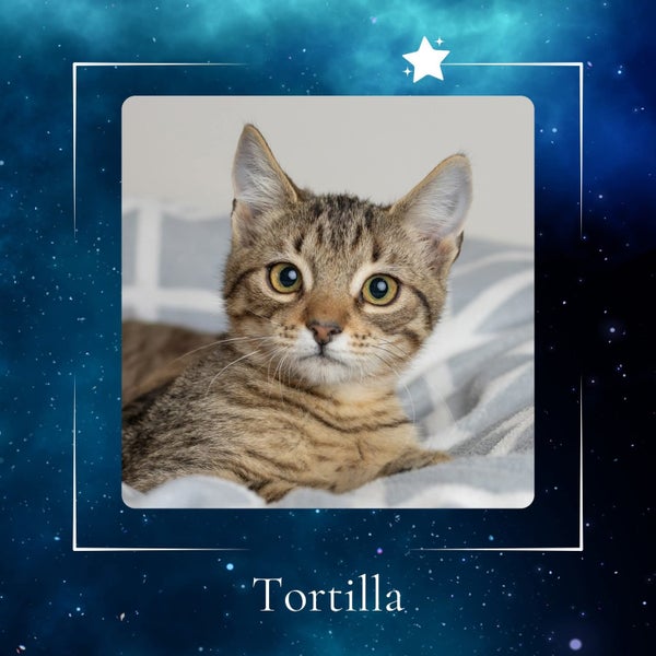 MEOWS FOR MATARIKI62865824471809116