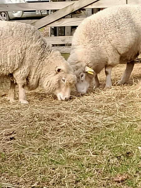 Sheep 5x Carousel 1