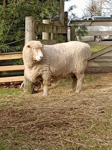 Sheep 5x Carousel 2