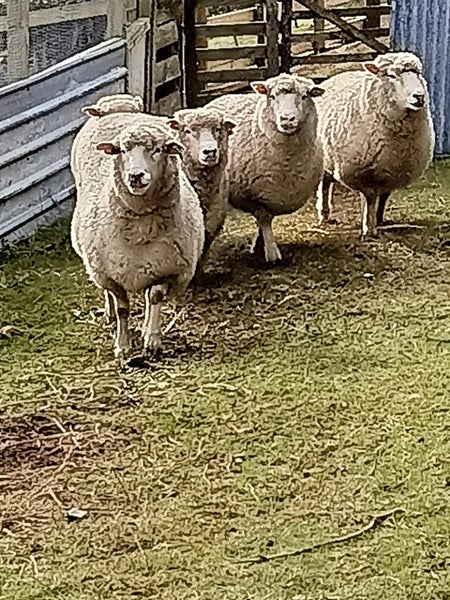 Sheep 5x Carousel 5