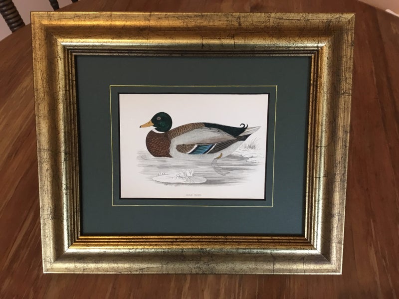 Wild Duck .Mallard Drake. Benjamin Fawcett 1867. original hand coloured Carousel 2