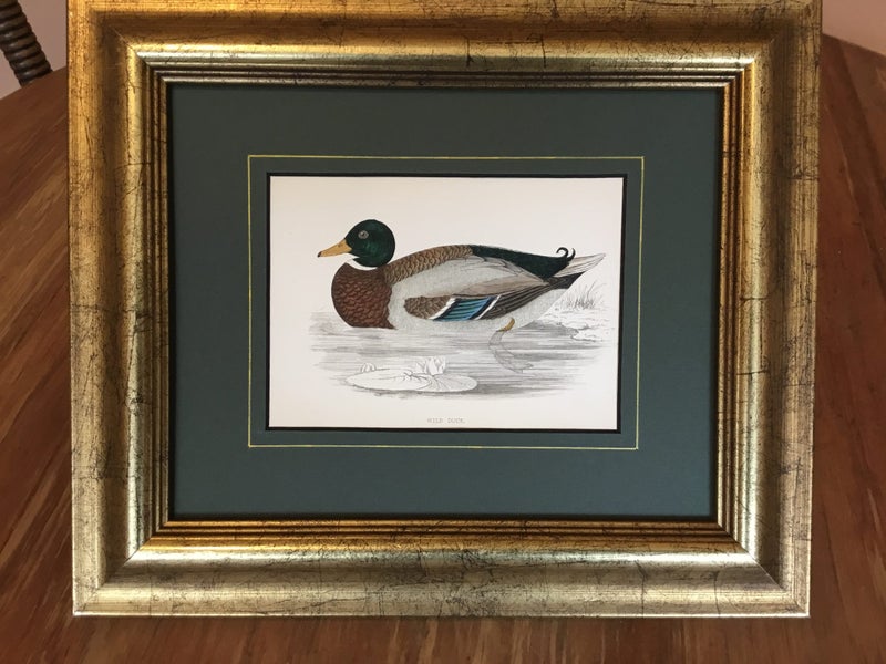 Wild Duck .Mallard Drake. Benjamin Fawcett 1867. original hand coloured Carousel 3
