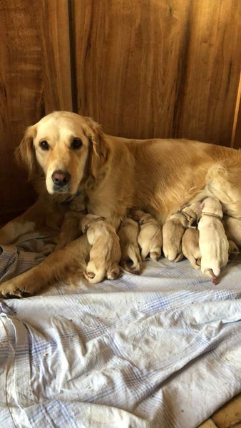 Pure Bread Golden Retriever Puppies62863236896641114