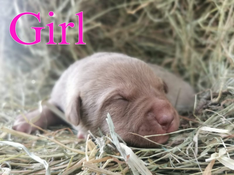 3 X Bred Pups62865824503938112