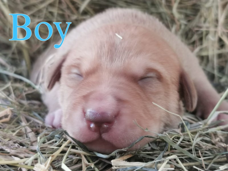 3 X Bred Pups62865824503938111