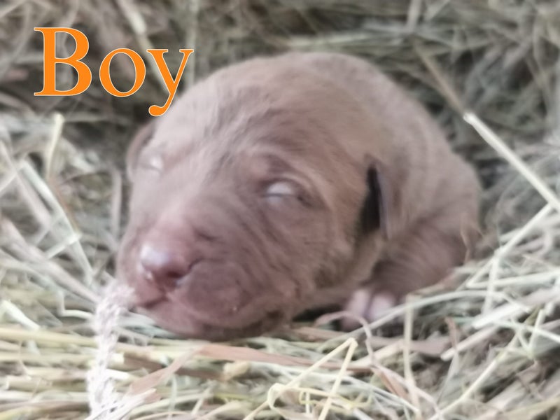 3 X Bred Pups62865824503938115