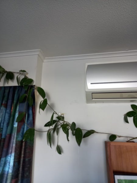 Hoya plant 60 years old make an offer deliver free in wellington62863870371585113