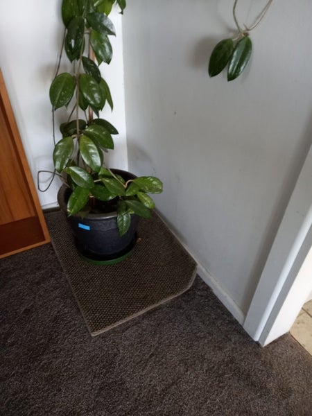 Hoya plant 60 years old make an offer deliver free in wellington628638703715851117