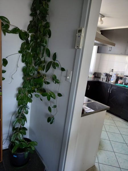 Hoya plant 60 years old make an offer deliver free in wellington62863870371585111