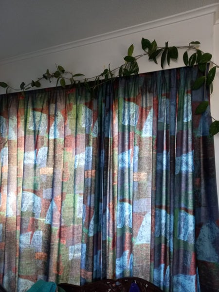 Hoya plant 60 years old make an offer deliver free in wellington62863870371585114