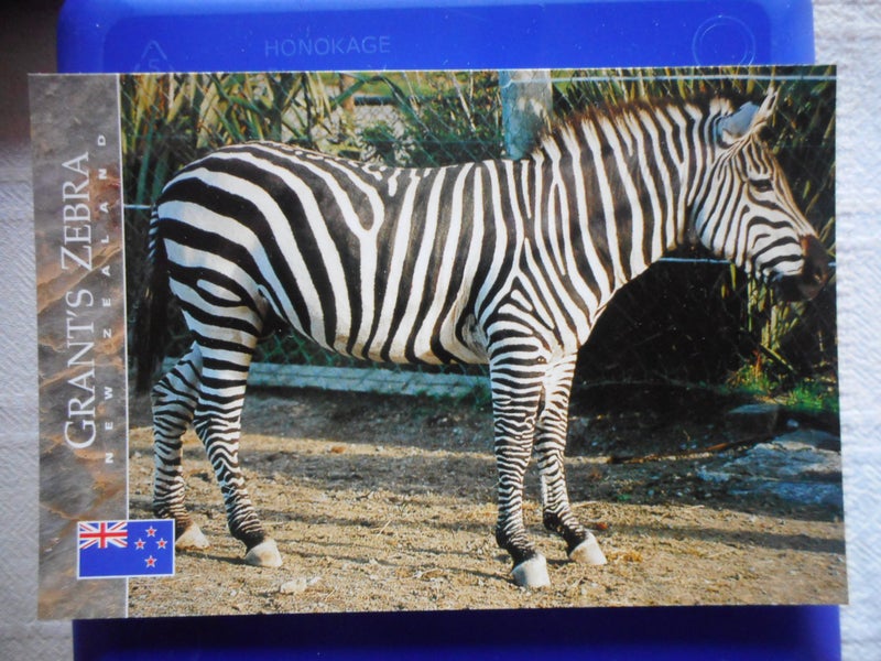 Grant's Zebra, New Zealand Postcard Carousel 1