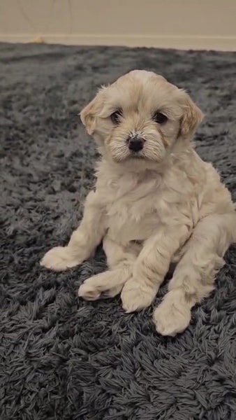 Puppies - Bichon x Shih Tzu Carousel 2