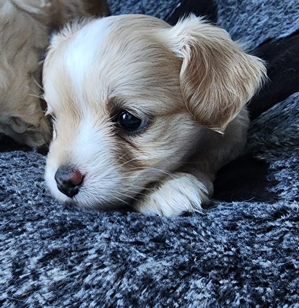 Puppies - Bichon x Shih Tzu Carousel 6