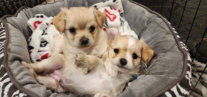 Puppies - Bichon x Shih Tzu Carousel 1