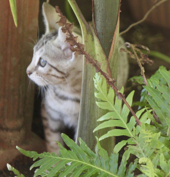 Exceptional Bengal Cubs62863237009281113